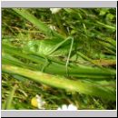 Tettigonia viridissima - Gruenes Heupferd 01.jpg